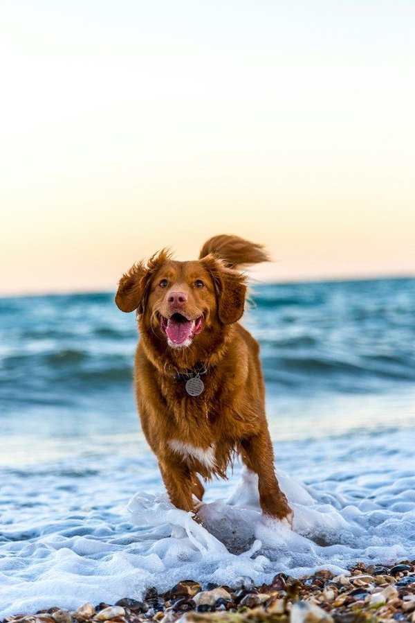 Exercises to keep your dog fit