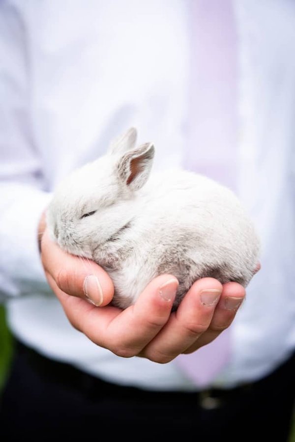 Basic care for a domestic rabbit