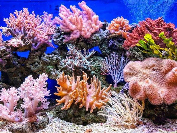 What's the Correct Way to Introduce New Species into a Coral Reef Tank?